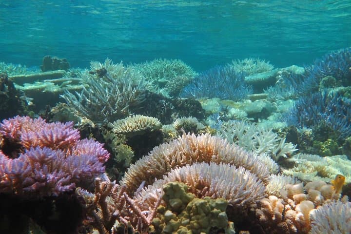 [Miyakojima Snorkel] Private tour from 2 people Enjoy from 3 years old! Enjoy Nemo, Coral and Miyako Blue — photo 6