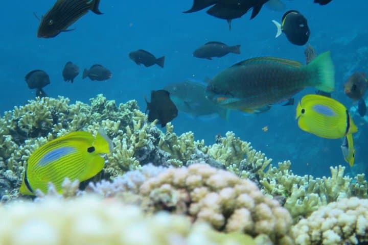 [Miyakojima Snorkel] Private tour from 2 people Enjoy from 3 years old! Enjoy Nemo, Coral and Miyako Blue — photo 7