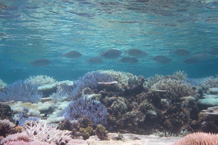 [Miyakojima Snorkel] Private tour from 2 people Enjoy from 3 years old! Enjoy Nemo, Coral and Miyako Blue — photo 8