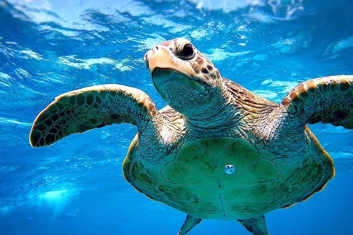 [Miyakojima Snorkel] Private tour from 2 people Go to meet cute sea turtle