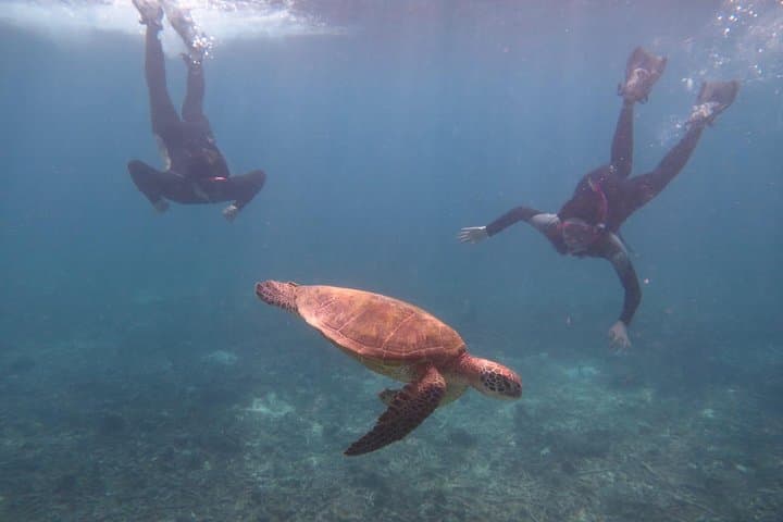 [Miyakojima Snorkel] Private tour from 2 people Go to meet cute sea turtle — photo 2