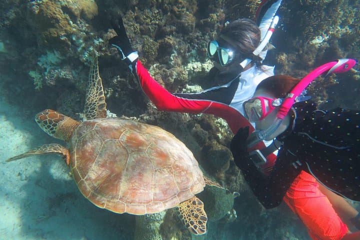 [Miyakojima Snorkel] Private tour from 2 people Go to meet cute sea turtle — photo 3