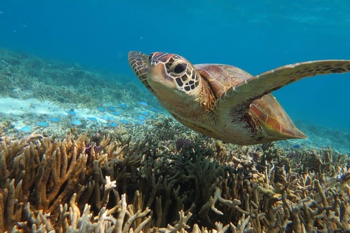 [Miyakojima Snorkel] Private tour from 2 people Go to meet cute sea turtle — photo 4