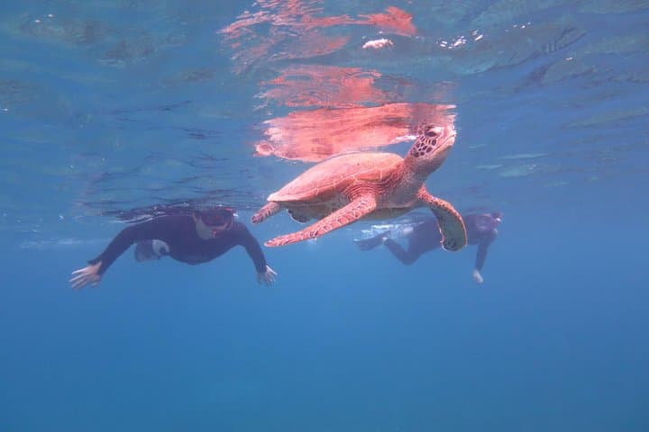[Miyakojima Snorkel] Private tour from 2 people Go to meet cute sea turtle — photo 5