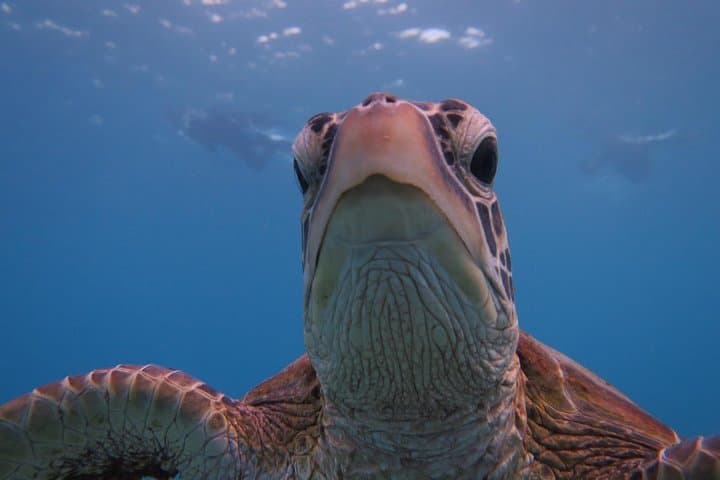 [Miyakojima Snorkel] Private tour from 2 people Go to meet cute sea turtle — photo 6