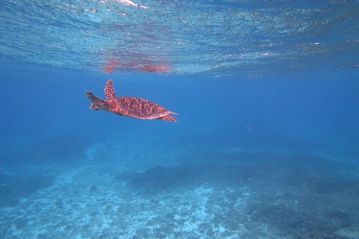 [Miyakojima Snorkel] Private tour from 2 people Go to meet cute sea turtle — photo 7