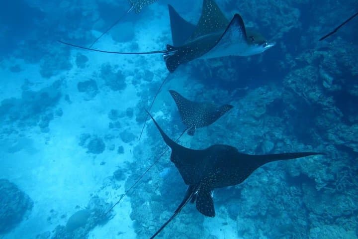 [Miyakojima, diving experience] Completely charter than 2 people Sea turtle and shark sometimes Madaratobiei! Skin diving at deeper points — photo 2