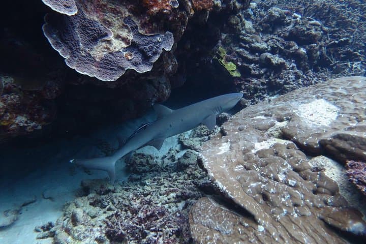 [Miyakojima, diving experience] Completely charter than 2 people Sea turtle and shark sometimes Madaratobiei! Skin diving at deeper points — photo 3