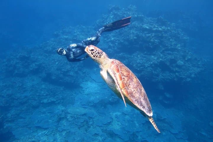 [Miyakojima, diving experience] Completely charter than 2 people Sea turtle and shark sometimes Madaratobiei! Skin diving at deeper points — photo 4