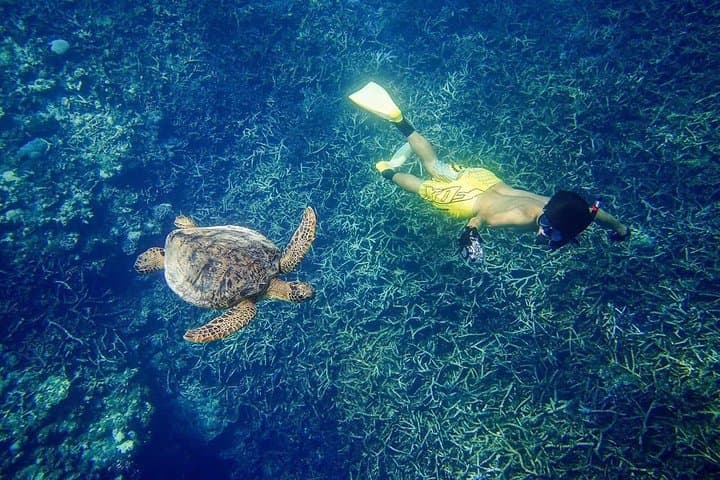 [Miyakojima, diving experience] Completely charter than 2 people Sea turtle and shark sometimes Madaratobiei! Skin diving at deeper points — photo 5