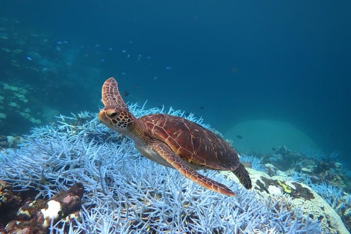 [Miyakojima, diving experience] Completely charter than 2 people Sea turtle and shark sometimes Madaratobiei! Skin diving at deeper points — photo 6