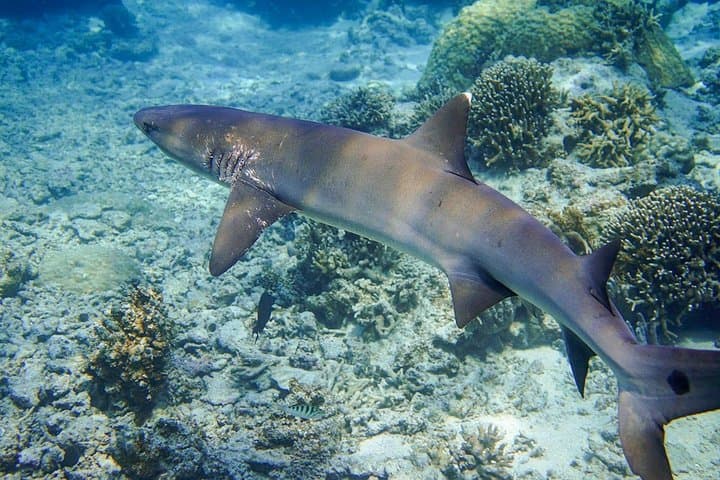 [Miyakojima, diving experience] Completely charter than 2 people Sea turtle and shark sometimes Madaratobiei! Skin diving at deeper points — photo 7