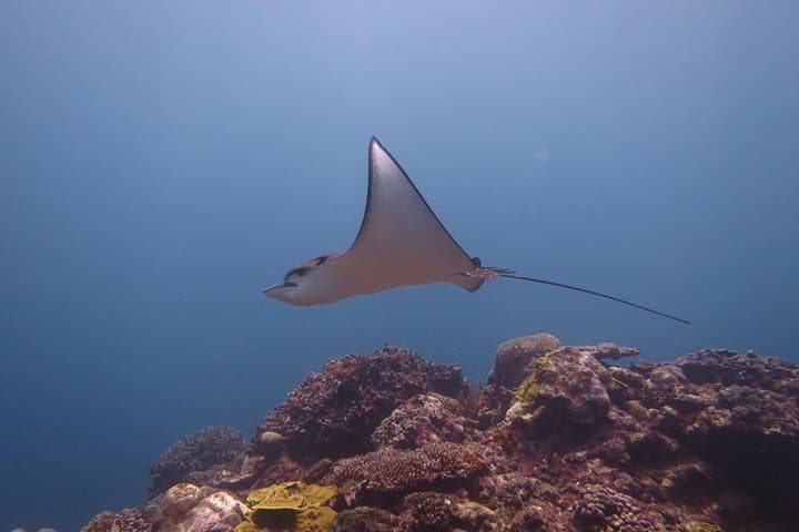 [Miyakojima, diving experience] Completely charter than 2 people Sea turtle and shark sometimes Madaratobiei! Skin diving at deeper points — photo 8