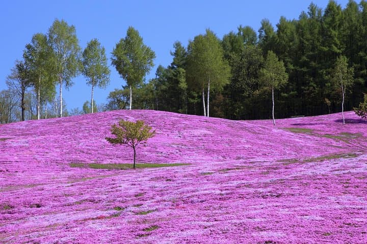 Hokkaido Flower Tour: Takinoue Shibazakura & Kamiyubetsu Tulips — photo 4