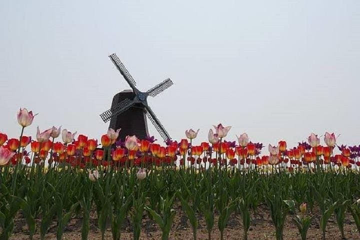 Hokkaido Flower Tour: Takinoue Shibazakura & Kamiyubetsu Tulips — photo 11