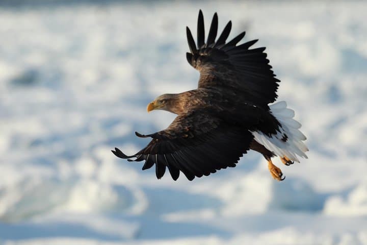 Steller's sea Eagle/White-tailed Eagle watching tour — photo 2