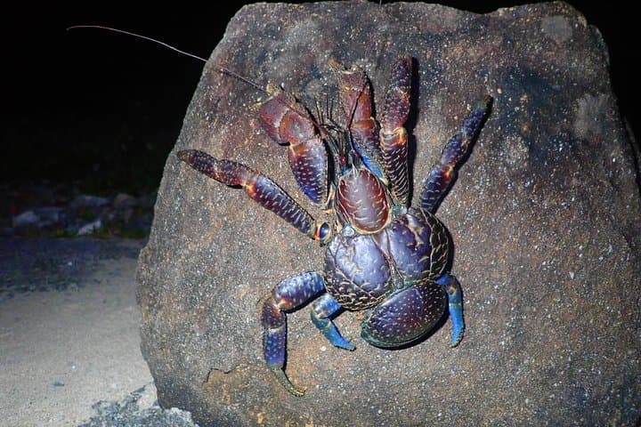 Okinawa Iriomotejima Night Adventure Tour — photo 7