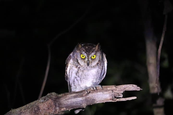 Okinawa Iriomotejima Night Adventure Tour — photo 3