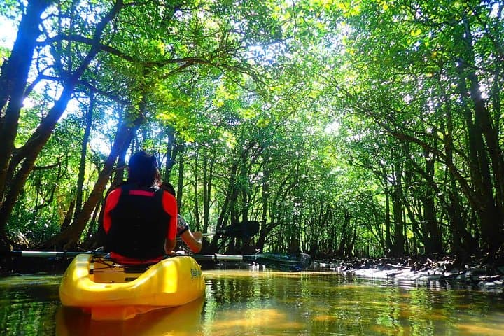 Okinawa Iriomote Mangrove SUP or Canoe Tour — photo 9