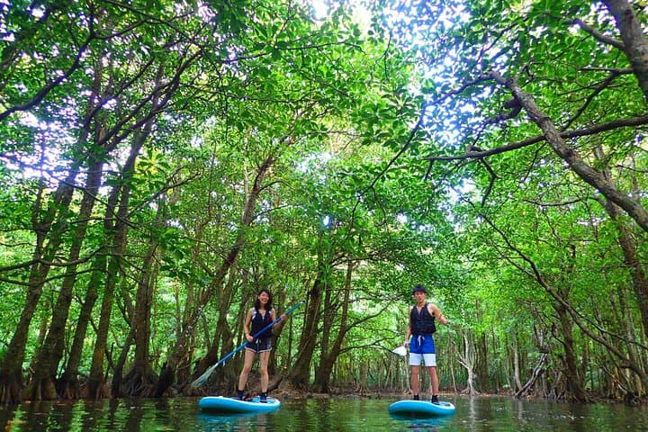 Okinawa Iriomote Mangrove SUP or Canoe Tour — photo 3