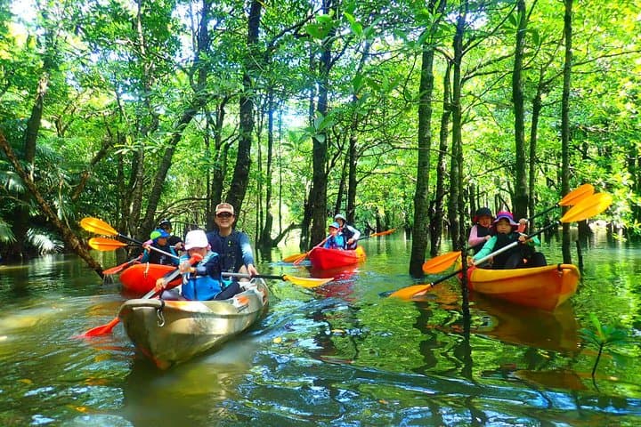 Okinawa Iriomote Mangrove SUP or Canoe Tour — photo 15