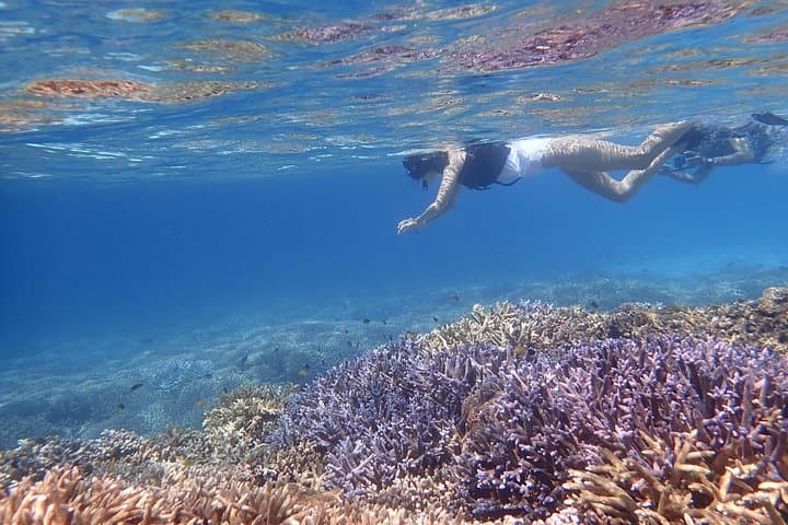 Okinawa Iriomote Snorkeling Tour at Coral Island — photo 8