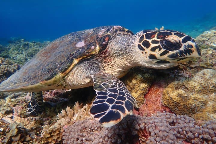 Okinawa Iriomote Snorkeling Tour at Coral Island — photo 18