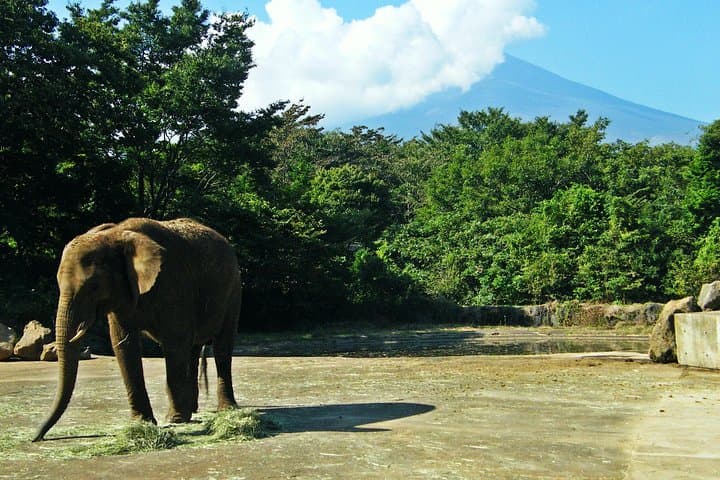 1 Day Family Fun at Fuji with Private Car — photo 7