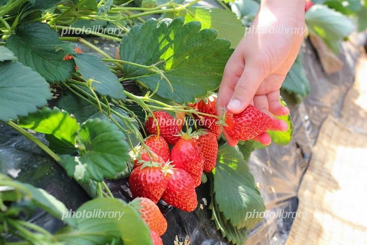 Day Trip to Fruits Pick & Shopping in Fukuoka with Minibus:7m — photo 2