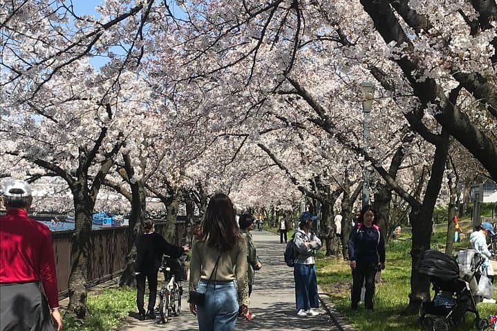 Sakura Picnic "Hanami" in Osaka - Spring Only — photo 6