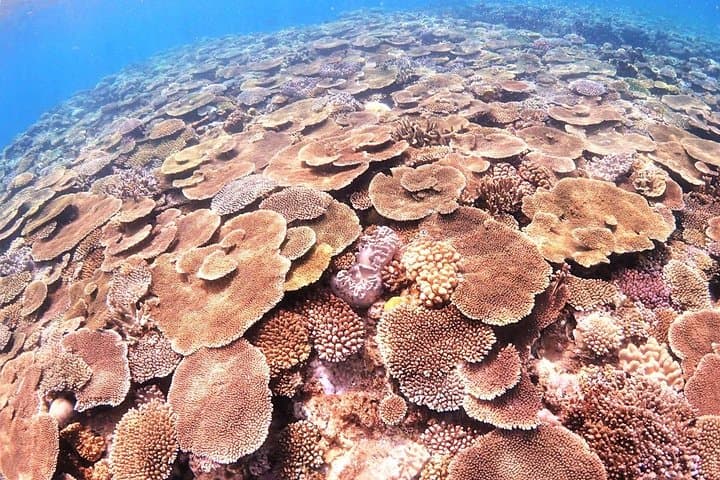 Private Snorkeling Tour (Near Churaumi Aquarium) – Free Photos — photo 2