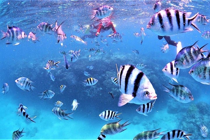 Private Snorkeling Tour (Near Churaumi Aquarium) – Free Photos — photo 3