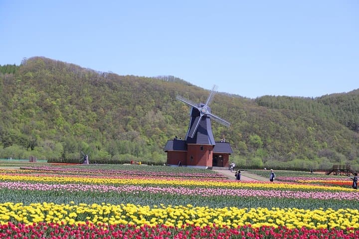 [Shibazakura / Tulip] Going by private car, Shibazakura Takinoue Park and Kamiyubetsu Tulip Park (from Sapporo)