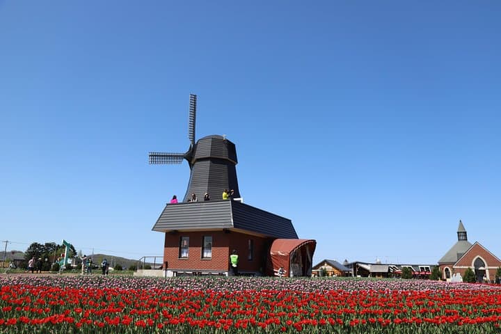 [Shibazakura / Tulip] Going by private car, Shibazakura Takinoue Park and Kamiyubetsu Tulip Park (from Sapporo) — photo 13