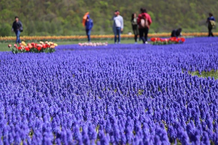 [Shibazakura / Tulip] Going by private car, Shibazakura Takinoue Park and Kamiyubetsu Tulip Park (from Sapporo) — photo 19