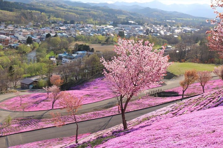 [Shibazakura / Tulip] Going by private car, Shibazakura Takinoue Park and Kamiyubetsu Tulip Park (from Sapporo) — photo 5