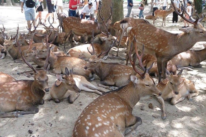 All must-sees in 3 hours - Nara Park Classic Tour! From JR Nara! — photo 2