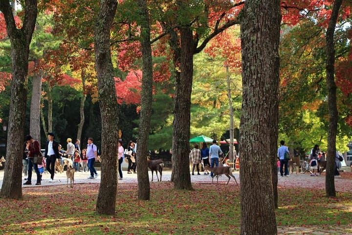 All must-sees in 3 hours - Nara Park Classic Tour! From JR Nara! — photo 5