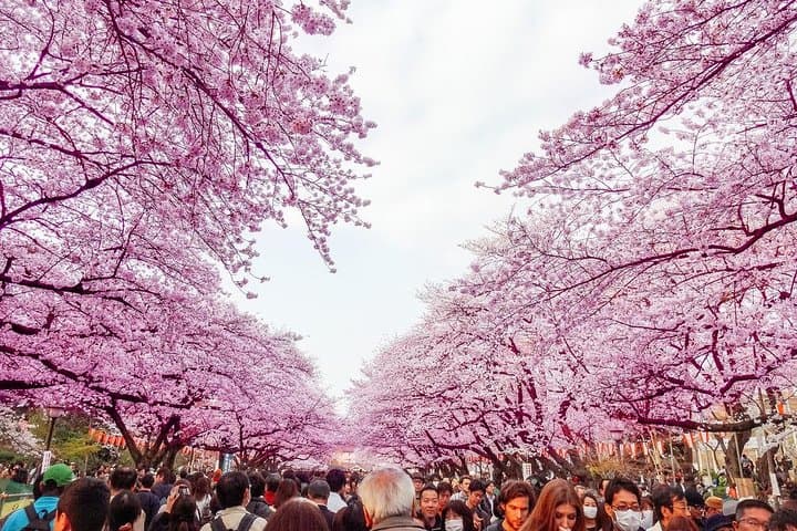 Sakura Cherry Blossom Private Tour with Native Japanese Driver — photo 3
