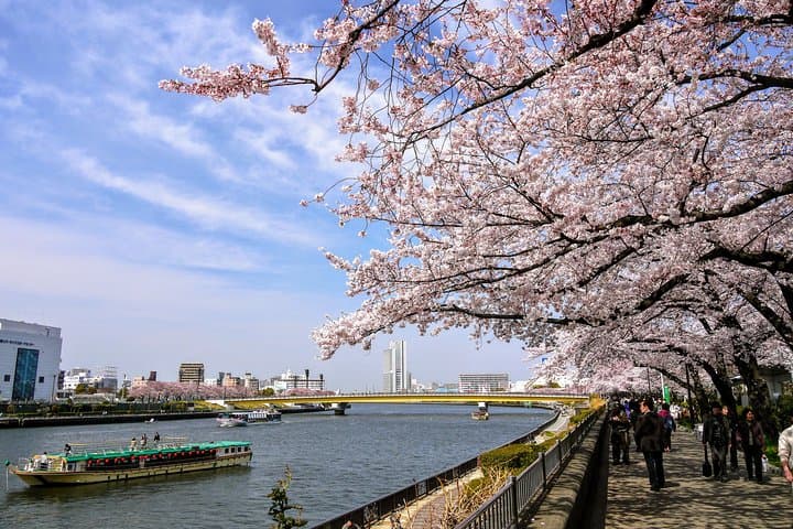 Sakura Cherry Blossom Private Tour with Native Japanese Driver — photo 6