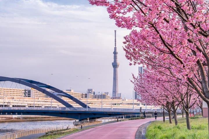 Sakura Cherry Blossom Private Tour with Native Japanese Driver — photo 4