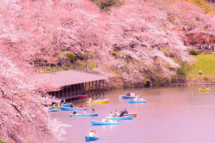 Sakura Cherry Blossom Private Tour with Native Japanese Driver — photo 2