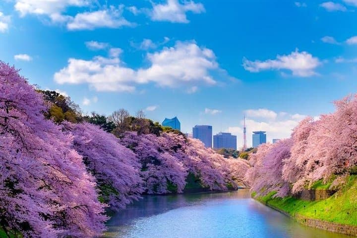 Sakura Cherry Blossom Private Tour with Native Japanese Driver — photo 1