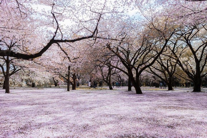 Sakura Cherry Blossom Private Tour with Native Japanese Driver — photo 7