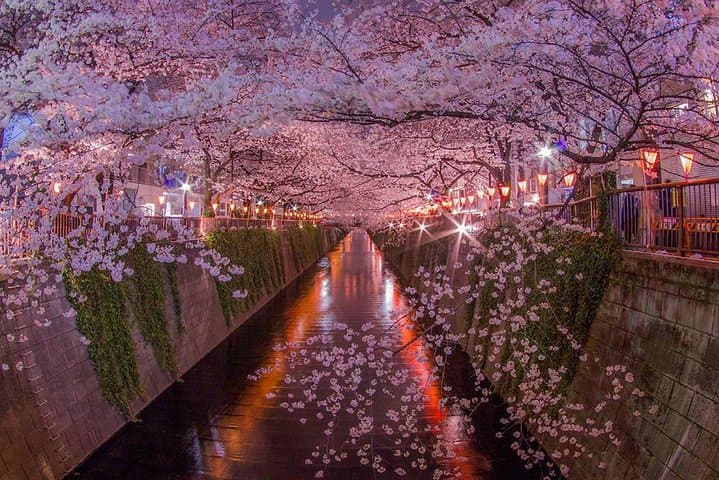 Sakura Cherry Blossom Private Tour with Native Japanese Driver — photo 8