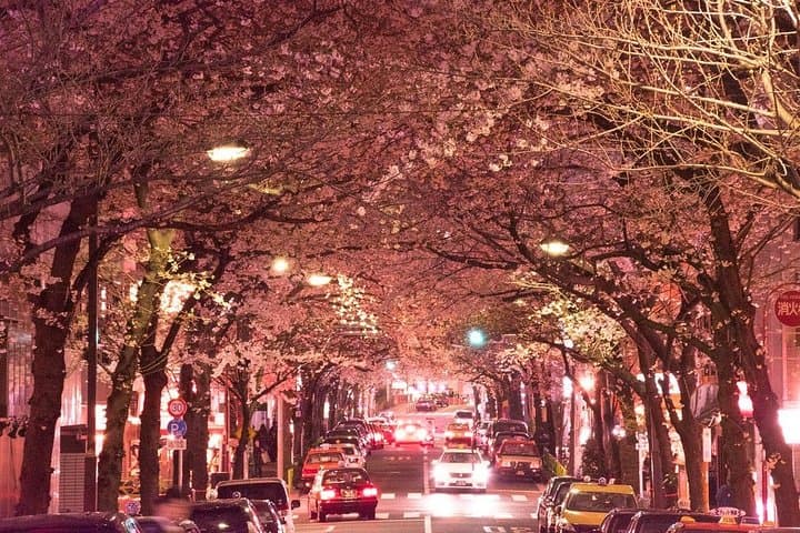 Sakura Cherry Blossom Private Tour with Native Japanese Driver — photo 5