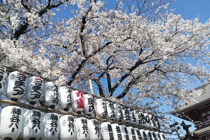Cherry Blossom Highlights, Asakusa, Ueno & Meiji Shrine — photo 1