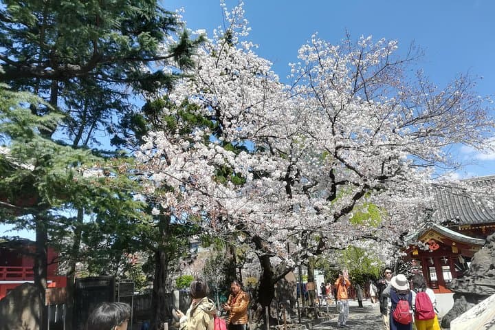 Cherry Blossom Highlights, Asakusa, Ueno & Meiji Shrine — photo 3