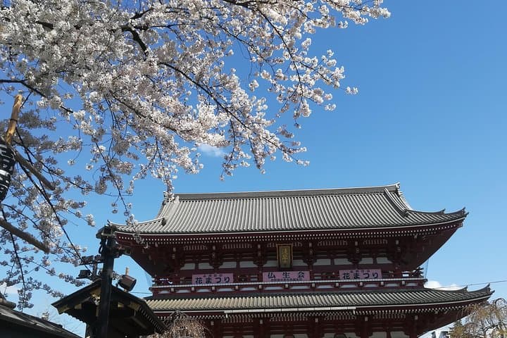 Cherry Blossom Highlights, Asakusa, Ueno & Meiji Shrine — photo 2