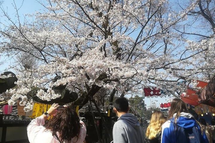 Tokyo Cherry Blossom Highlights: Asakusa, Ueno, and Yanaka — photo 2